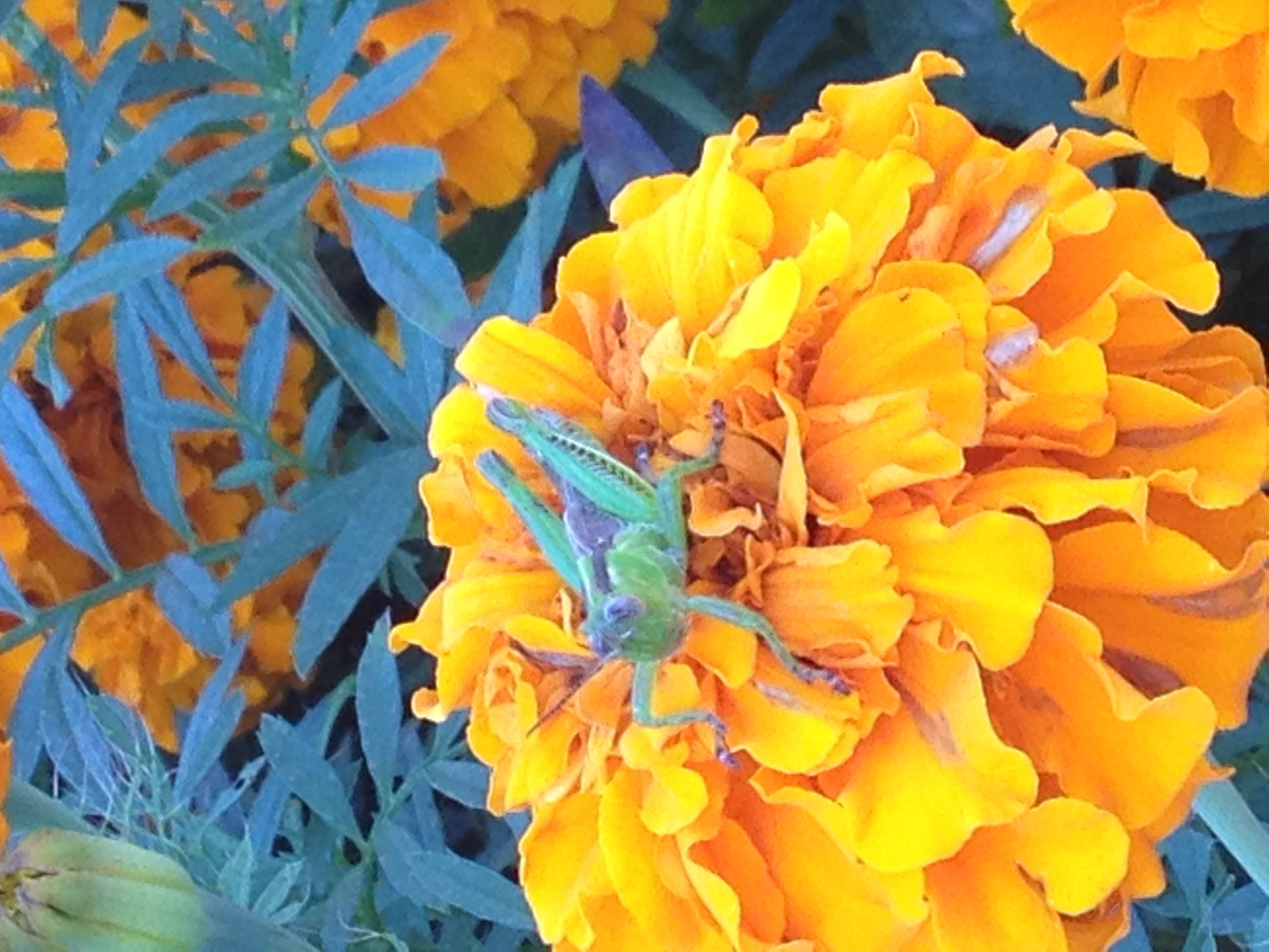 Grasshopper on marigolds in garden